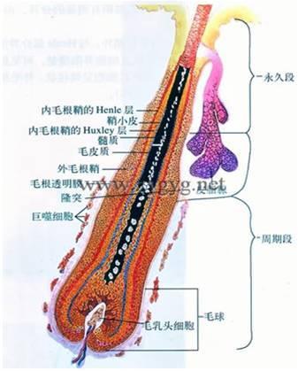 上海面部激光脱毛,正确认识皮肤