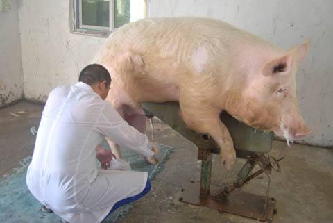 「网友投稿」一个养猪技术大咖的母猪配种技术成长之路！