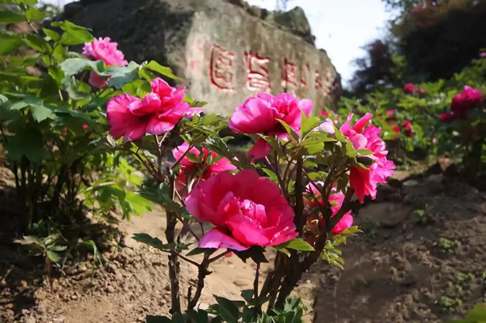 成都的5a景点有哪些,成都周边的5a景区有哪些