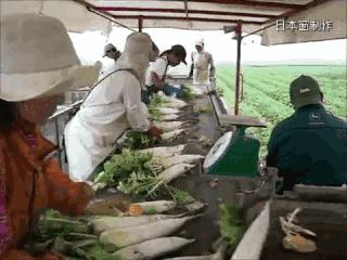 日本农民怎么种地,老农种地真容易