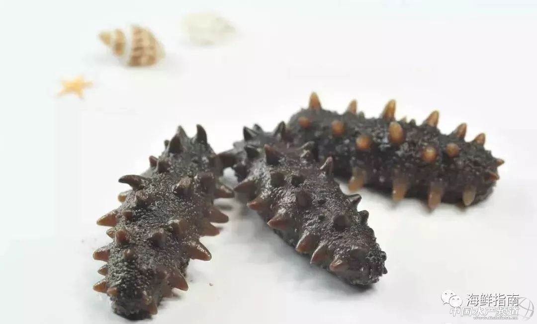 海参价格大跌原因,海参价格大跌吗