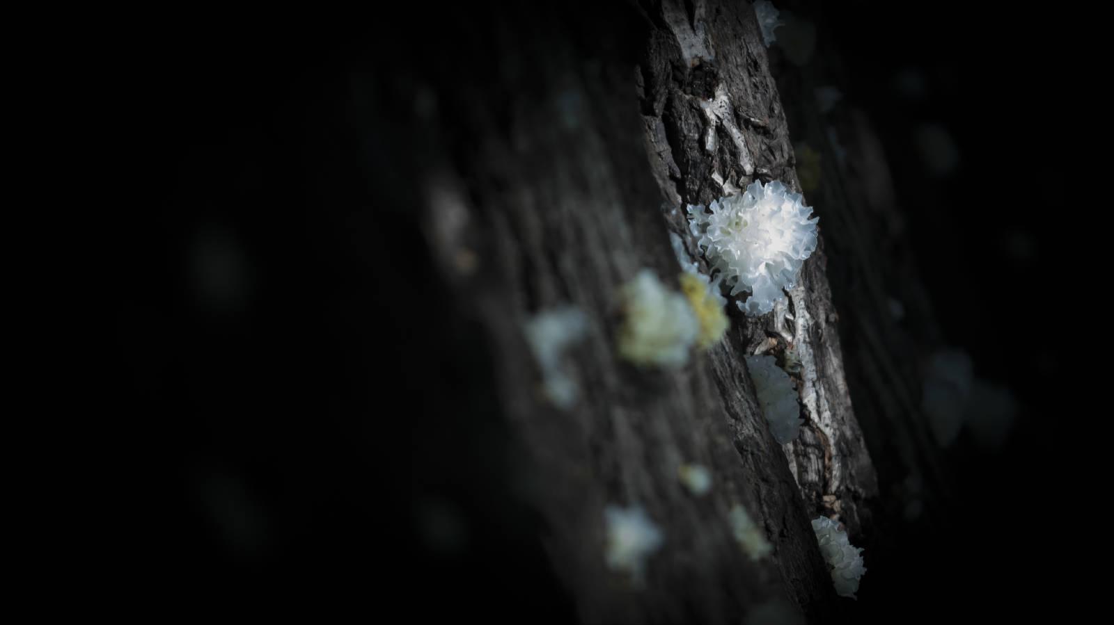 热点解读乡村振兴,通江乡村振兴