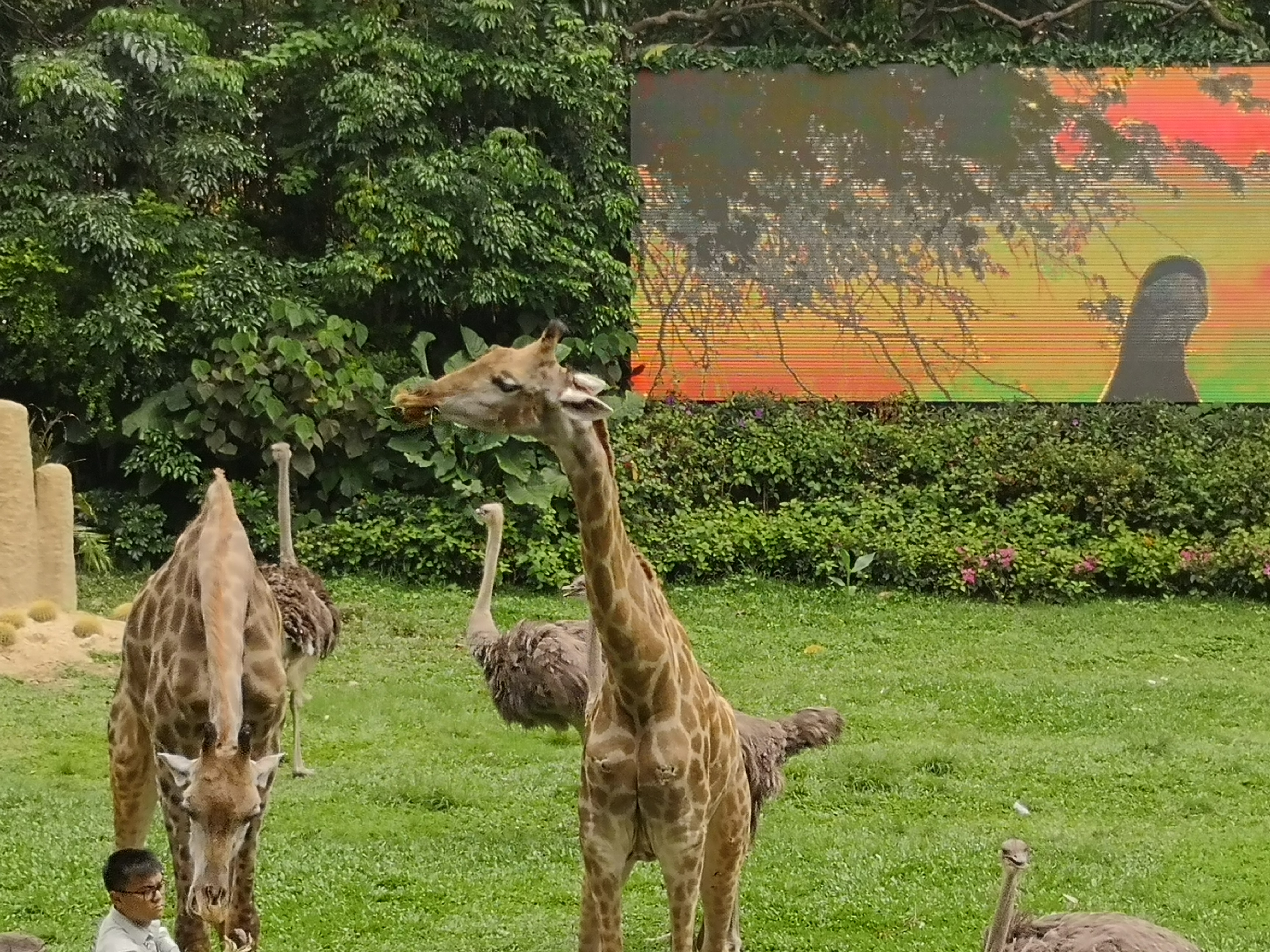 去完广州长隆还去哪比较好,广州有必要去长隆吗