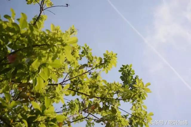 淄博早餐老字号,淄博张店最早营业的早餐店