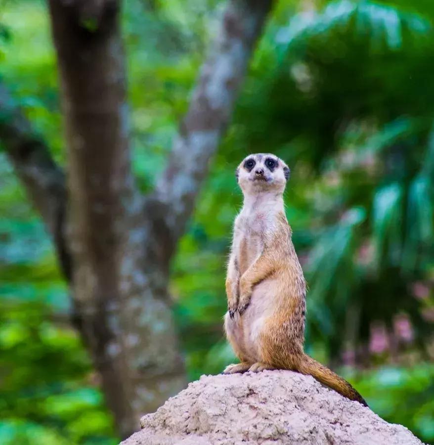 2021年上海迪士尼门票多少钱,上海迪士尼vip免排队门票价格