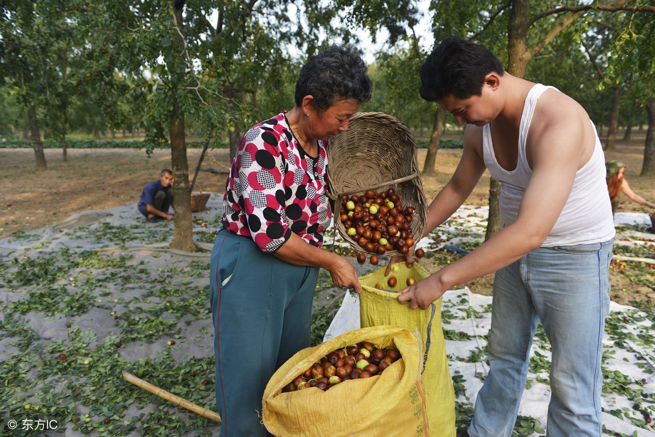 枣什么时候采摘最好,采摘枣最佳时间