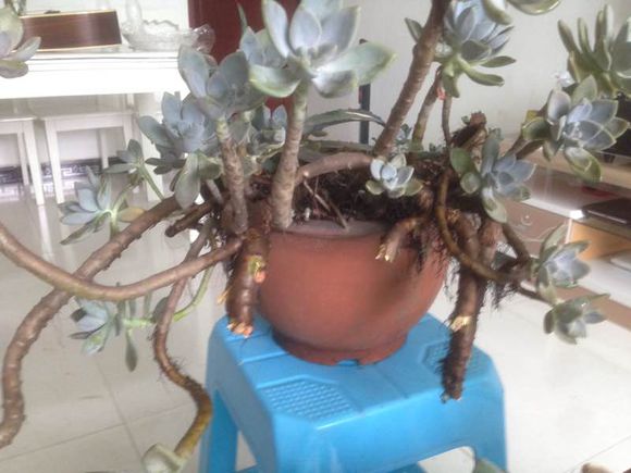 花了330元买了个10年老桩，带回家种了3箩筐，太爽了！