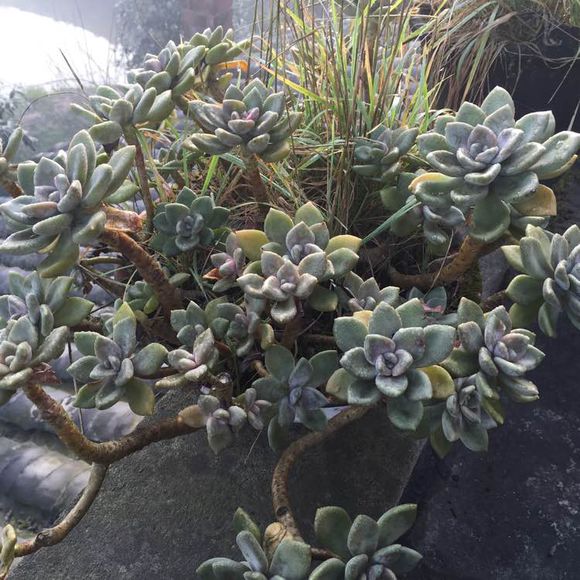 花了330元买了个10年老桩，带回家种了3箩筐，太爽了！