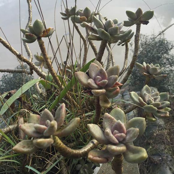 花了330元买了个10年老桩，带回家种了3箩筐，太爽了！