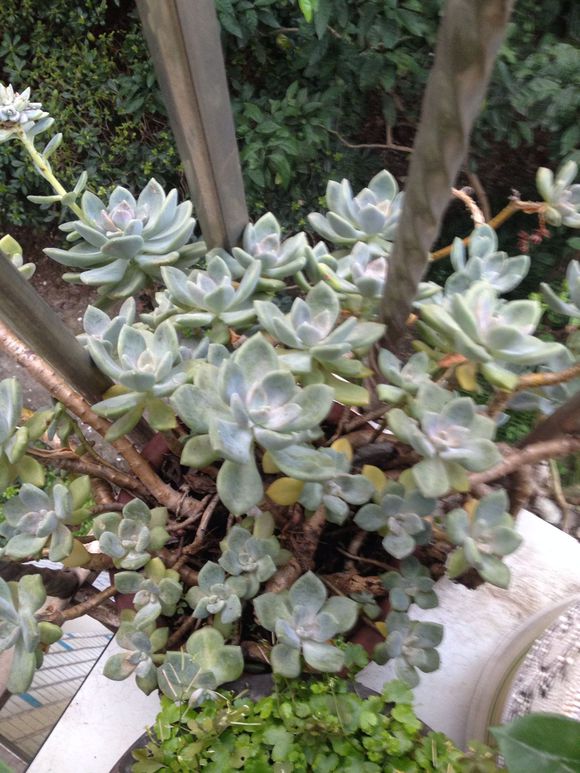 花了330元买了个10年老桩，带回家种了3箩筐，太爽了！