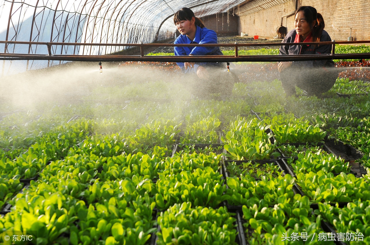 植物生长调节剂的用法用量,蔬菜中植物生长调节剂