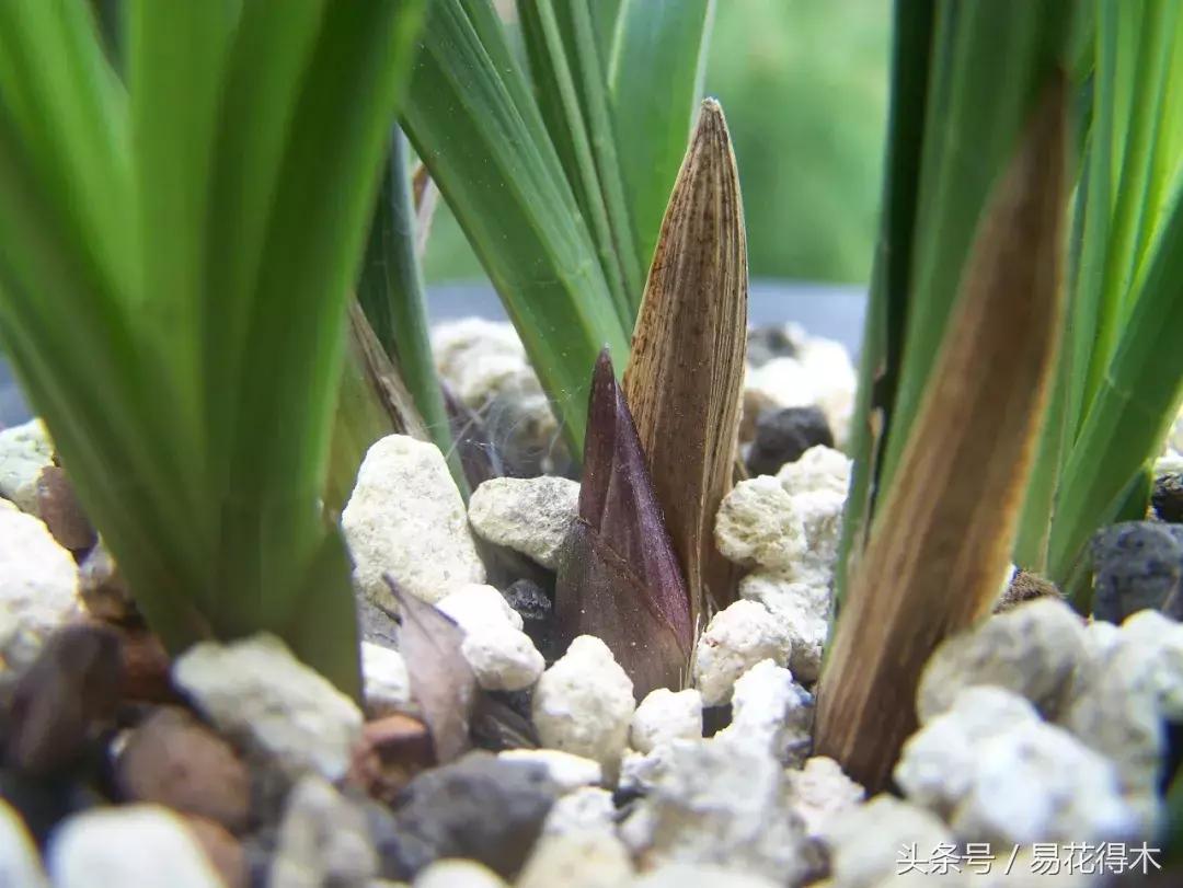 如何促使大花蕙兰兰花花芽分化,青山玉泉兰花花芽分化时间
