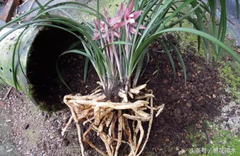 如何促使大花蕙兰兰花花芽分化,青山玉泉兰花花芽分化时间