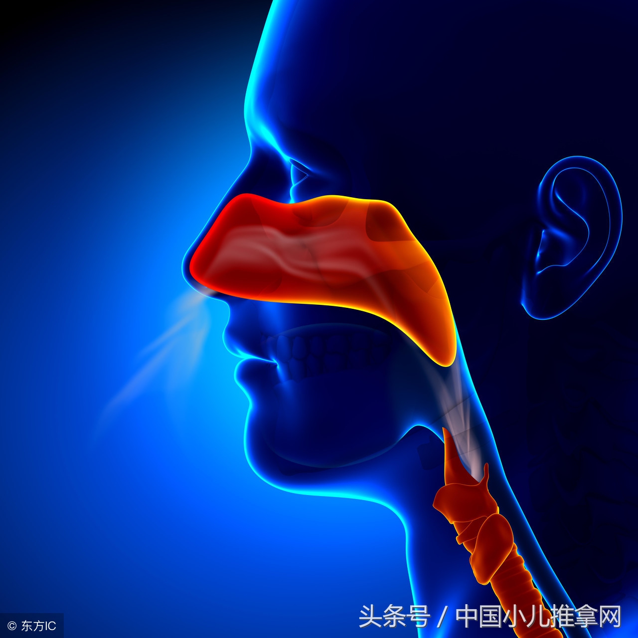 小儿鼻炎的推拿治疗手法,小儿推拿治疗鼻炎手法视频