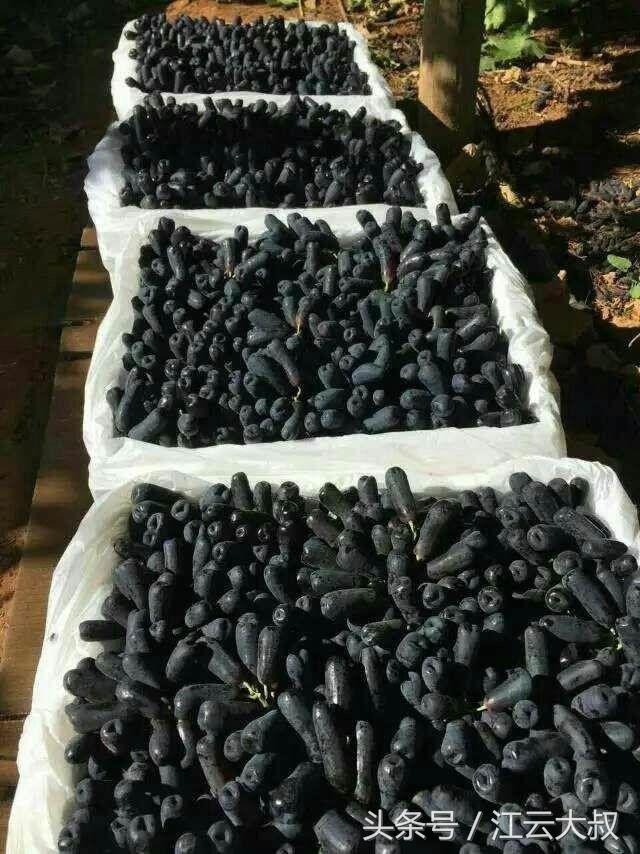 4种难得一见的最独特水果,极为罕见的6种水果有哪些