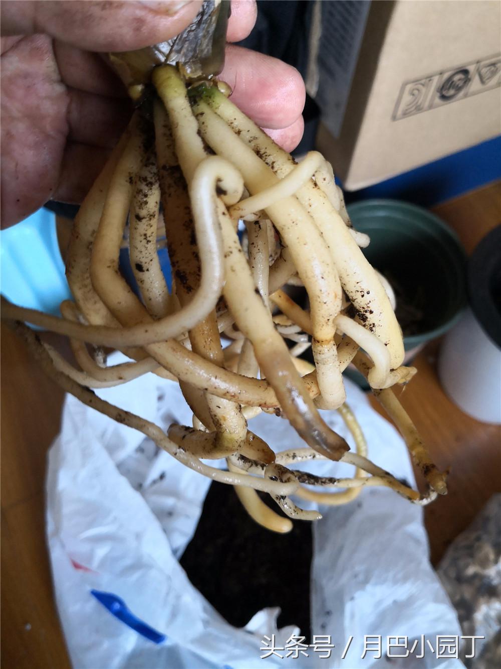 君子兰换盆用什么办法成活快点,这个季节要怎么给君子兰换盆