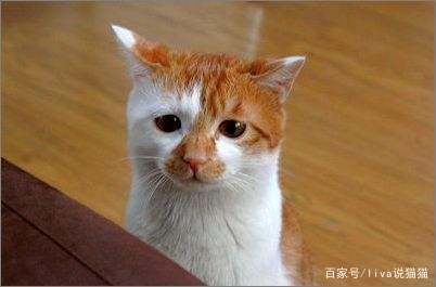 刚到家的小奶猫需要去医院吗,刚接回来的小奶猫容易得的传染病