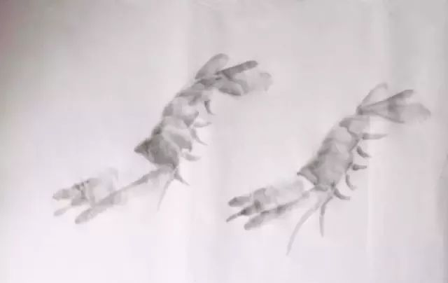 简单的画虾教程儿童,最简单的画虾的方法