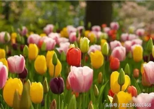 世界各国的国花视频,各国国花及花语列表