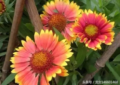 世界各国的国花视频,各国国花及花语列表