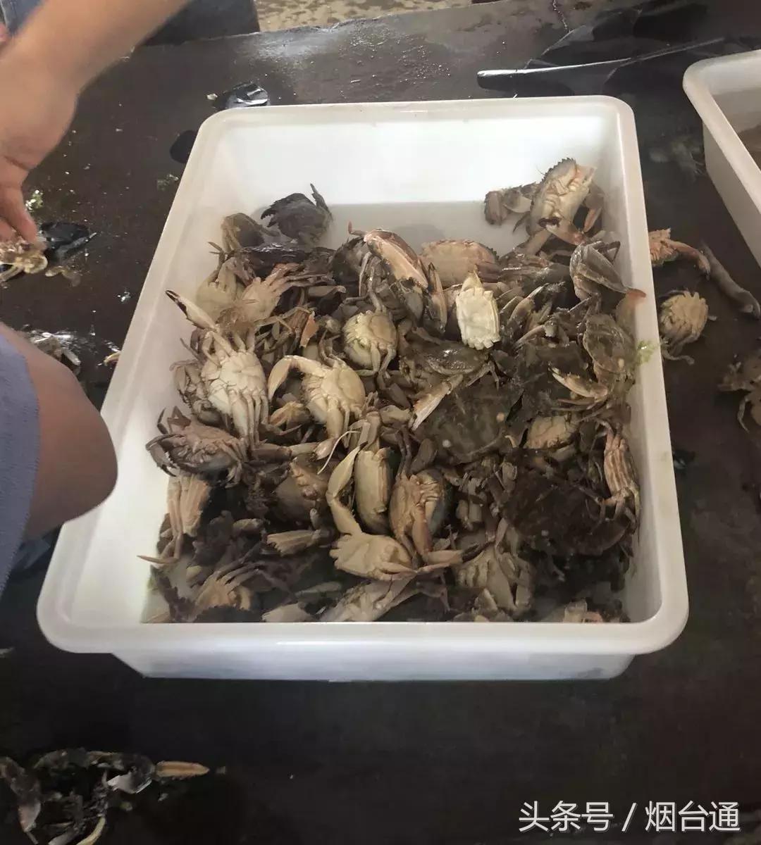 烟台开海现场直播视频,开海现场视频直播