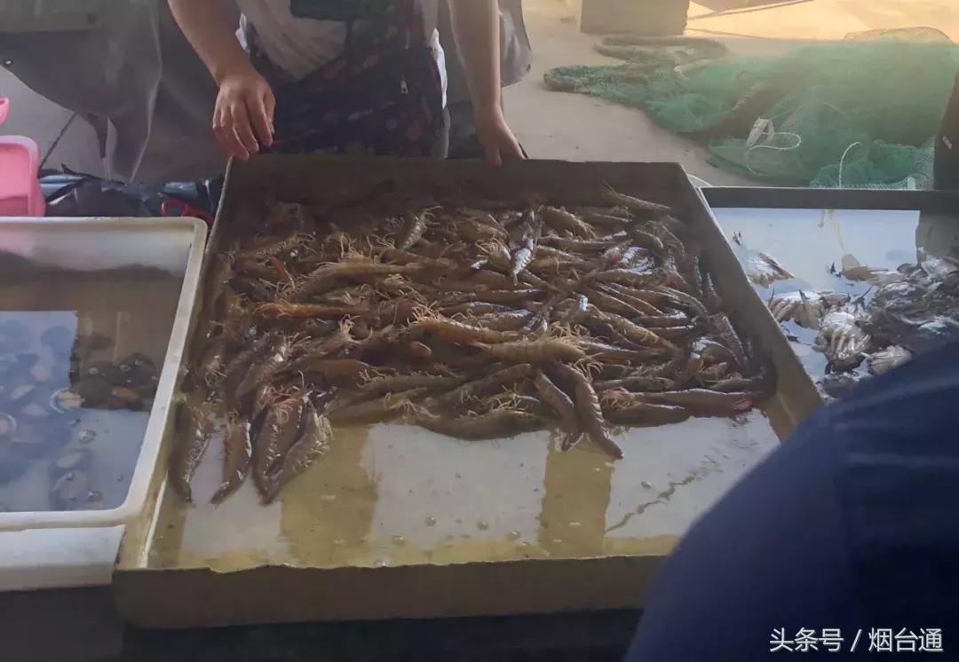 烟台开海现场直播视频,开海现场视频直播