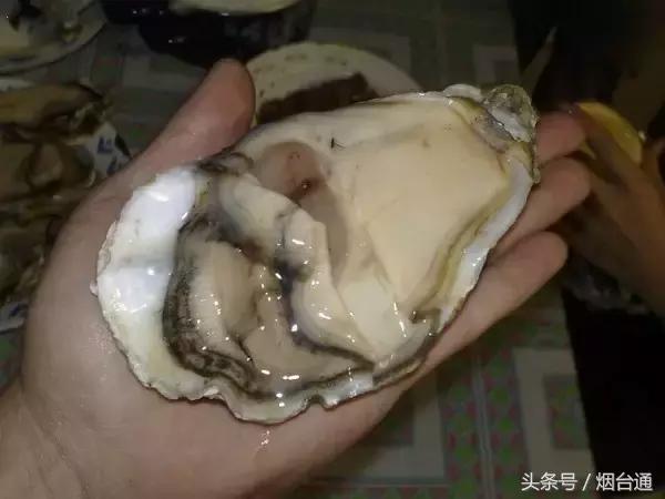 烟台开海现场直播视频,开海现场视频直播