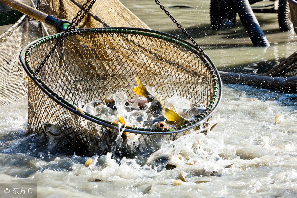 80后创业十年收入470亿,80后烤鱼店生意