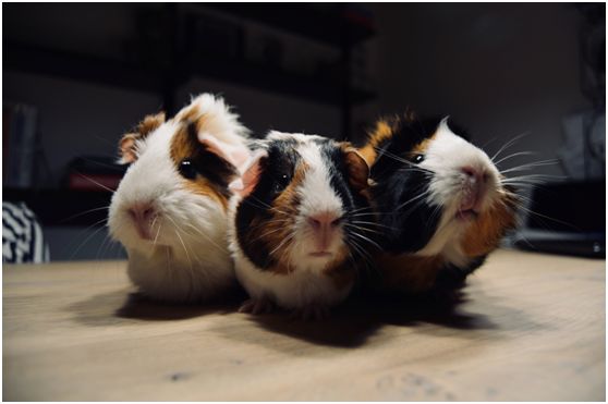 萌宠恋爱日常,萌宠们的日常生活全集