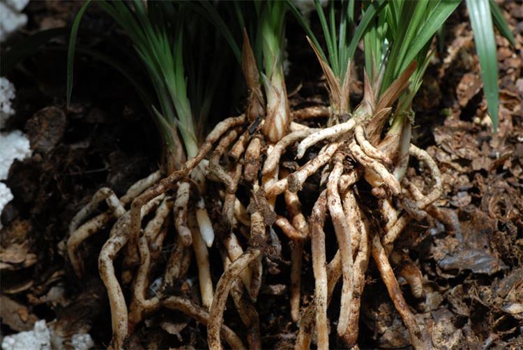 兰花长不好，原来是它“空”了，这该怎么办呢？