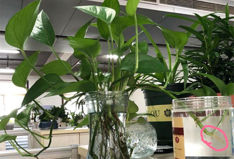 水培绿萝怎么养才能爆盆,水培绿萝怎么移植到盆里