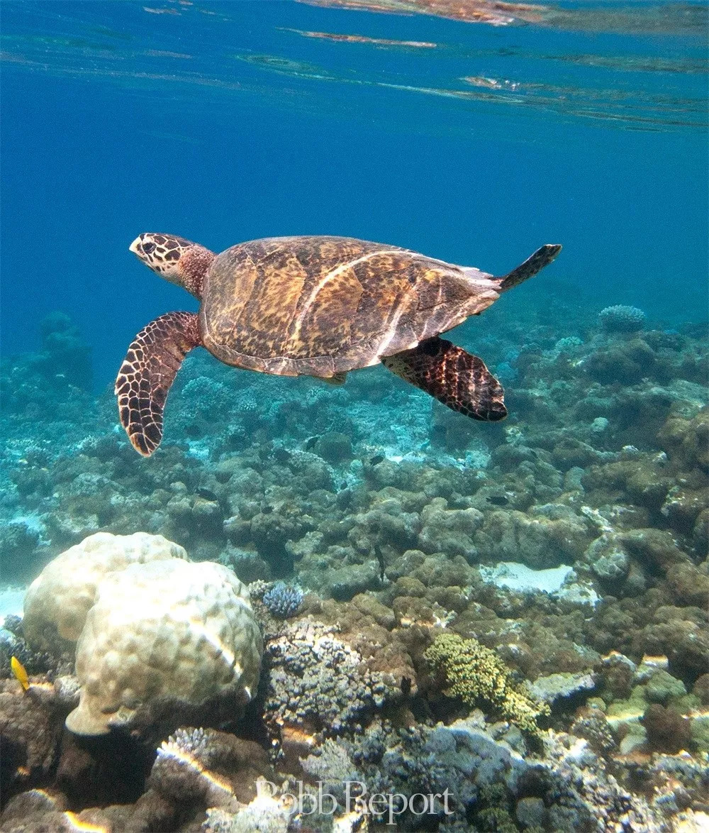 带你看世界的酒店,东方甄选看世界酒店