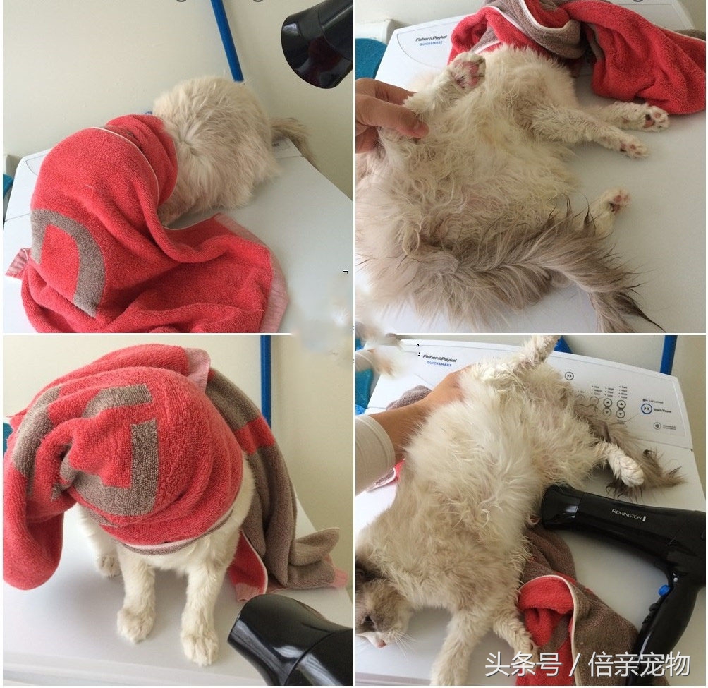 怎么给猫咪洗澡用什么沐浴露,铲屎官如何给猫咪洗澡呢