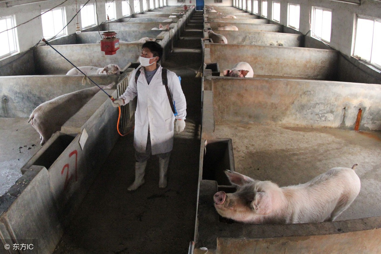 怎样治疗生猪口蹄疫,猪场口蹄疫的正确治疗方法