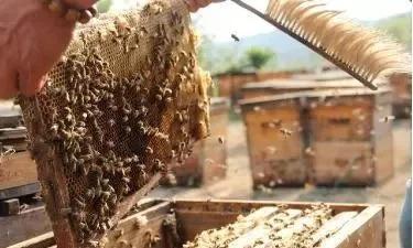 兔子周围可以养蜜蜂吗,兔子要富养