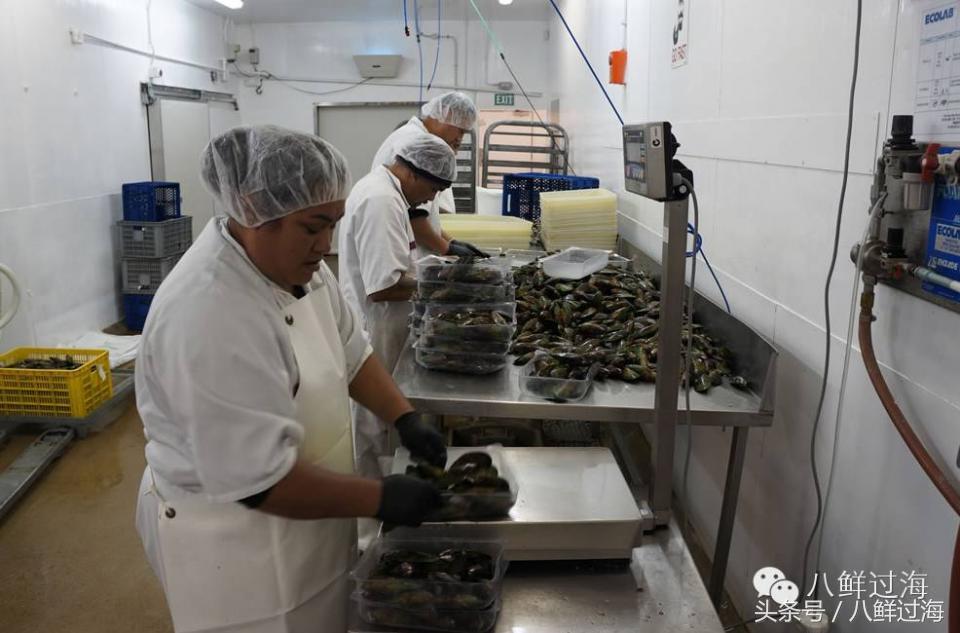 新西兰海边青口贝,新西兰赶海吃青口贝