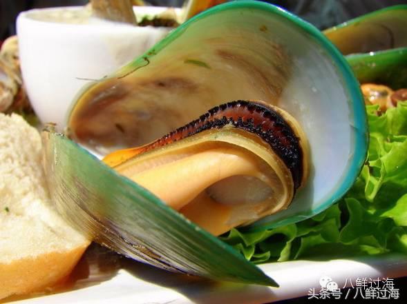 新西兰海边青口贝,新西兰赶海吃青口贝
