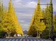 「交通看点」建设“完整林荫道”——步行和自行车交通环境设计建设图集亮点介绍（一）