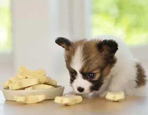 毛孩子挑食厌食怎么办,毛孩子挑食厌食