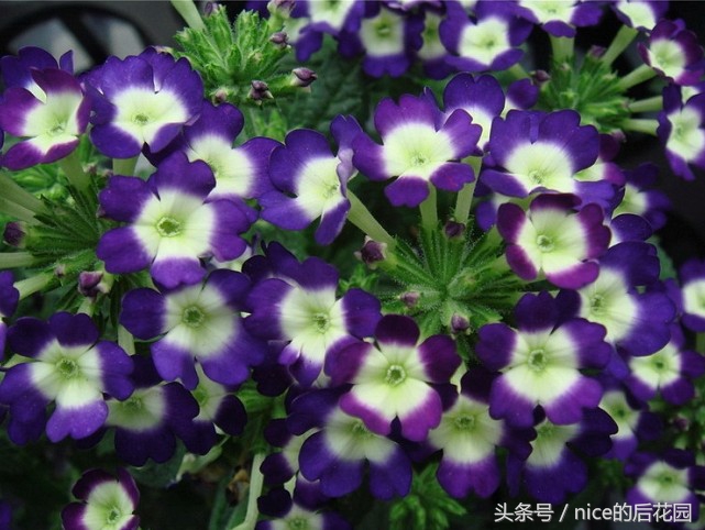 美女樱认不得？只怪它衣服太多