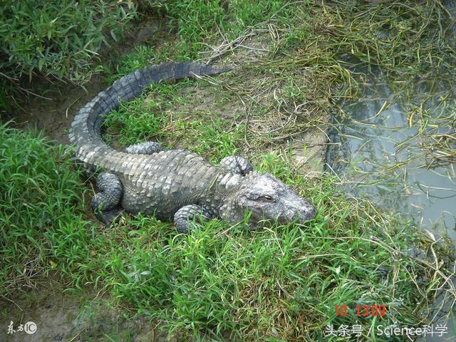 生物进化论能证明人类的起源,人类真的是猿进化的吗
