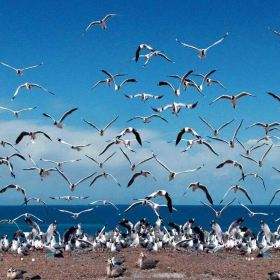 青海湖湟鱼水下视频,青海湖湟鱼洄游路线