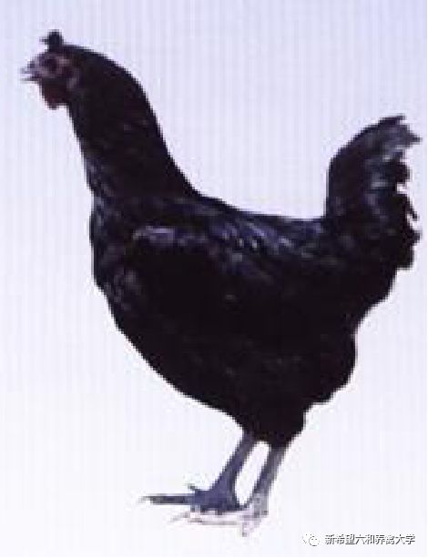 适合家养的蛋鸡品种,香鸡4号高产蛋鸡品种怎么样