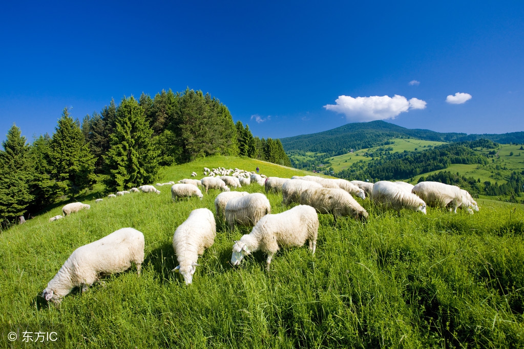 养羊过程中遇到羊的各种疾病,养羊羊拉肚子怎么办