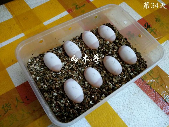 草龟繁殖经验分享孵蛋40天破壳,草龟养殖日记从幼苗开始