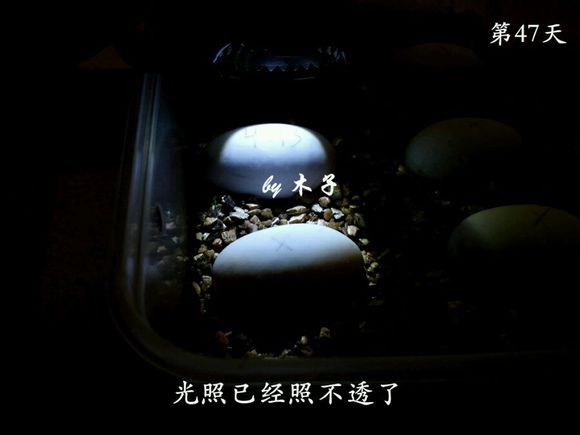 草龟繁殖经验分享孵蛋40天破壳,草龟养殖日记从幼苗开始