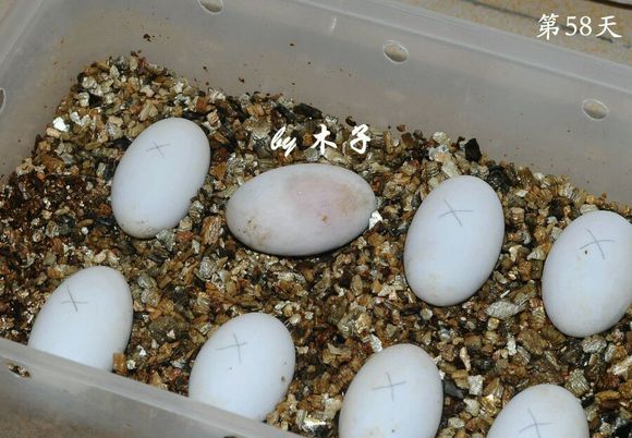 草龟繁殖经验分享孵蛋40天破壳,草龟养殖日记从幼苗开始