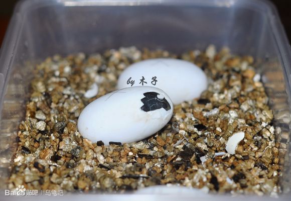 自己养的草龟怎么孵化草龟蛋,自家养的草龟如何产蛋