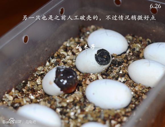 自己养的草龟怎么孵化草龟蛋,自家养的草龟如何产蛋