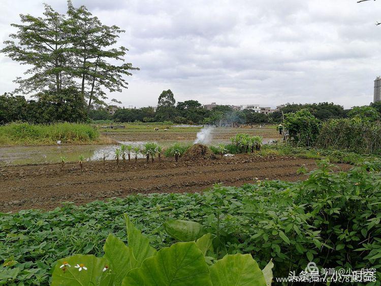 故人具鸡黍邀我至田家邀的意思,故人具鸡黍邀我至田家什么意思